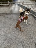 Playful Husky in the Park