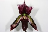 Majestic Orchid on Roll 14