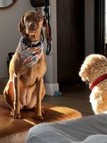 Cozy Companions