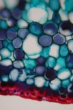 Blue and Red Bubble Fractal Pattern