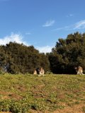 Grazing Herd in the Countryside