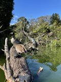 Birds on a Waterlogged Tree Trunk