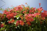 Pink Geraniums Under a Blue Sky