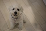 Serene Pooch on a Wooden Floor