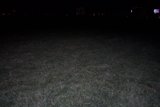 Midnight Meadow