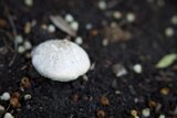 Mushroom Marvel in the San Francisco Botanical Garden