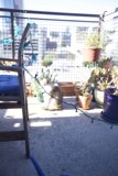 Feline Relaxation on a Balcony Oasis