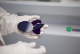 Examining a Piece of Purple Glass