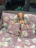 Puppy Love on the Couch