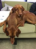 Two Canine Companions Take A Break On The Couch