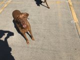 Two Canine Companions in a LA Parking Lot