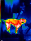 Thermal Image of Dog Standing Indoors
