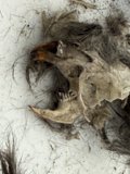 Nature's Remnants