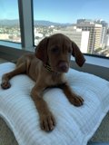 Cozy Vizsla