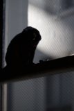 Mysterious Black Cat on Window Sill