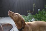 The Curious Canine