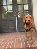 Brown Vizsla on Brick Floor