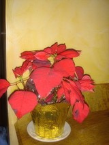 Golden Vase Blooms