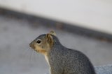 Morning Visitor of El Sereno