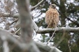Red-Shouldered Hawk Perched on Winter Branch