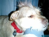 Rebel Pup