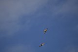 Soaring Spirits of Lake Merced