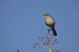 An El Sereno Bird in Morning Splendor