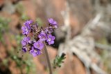The Resilience of Nature in the Desert
