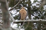 Red-Shouldered Hawk Perched on Winter Branch