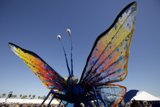 Butterfly Oasis