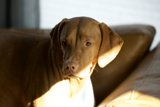 Canine Companion at Rest