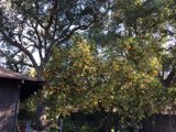 Bountiful Citrus Tree