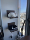 Feline Roommates