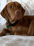 Resting Pup