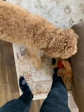 A Furry Trio on the Living Room Rug