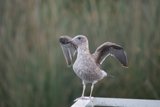 Lakeside Observer