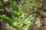 Spotlight on a Petite Yellow Blossom