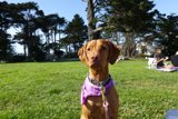 Purple Bandana Vizsla in the Park