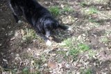 Playtime with Pooch