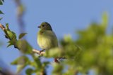 Spring Songstress