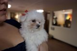 Cuddling with the Cutest Canine Caption: A woman lovingly holds her small white bichon puppy, surrounded by beautiful hardwood flooring in 2009.