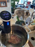 Feline in the Kitchen