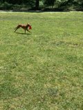 Running with Joy