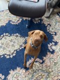 Canine Companion on Cozy Rug