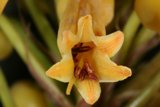Vibrant Yellow Flower Blooming