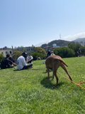 Walking the Dog in Alamo Square