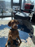 Cozy Dog on Living Room Rug