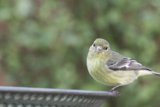 Curious Finch in Focus