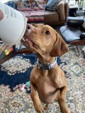 Thirsty Pup Takes a Sip