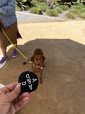 Dog Walking in Napa